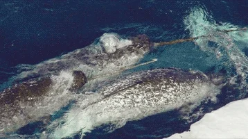 narwhal GIF by Testing 1, 2, 3