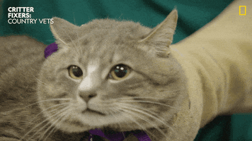 National Geographic Cats GIF by Nat Geo Wild