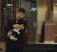 Cat Love GIF by TRT