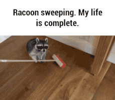 racoon GIF