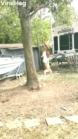 Dog Refuses To Let Go Of Rope Swing GIF by ViralHog