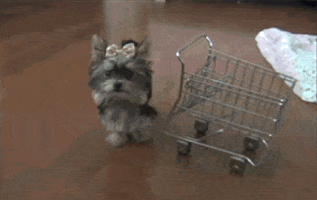 Dog Going Shopping GIF - Find & Share on GIPHY