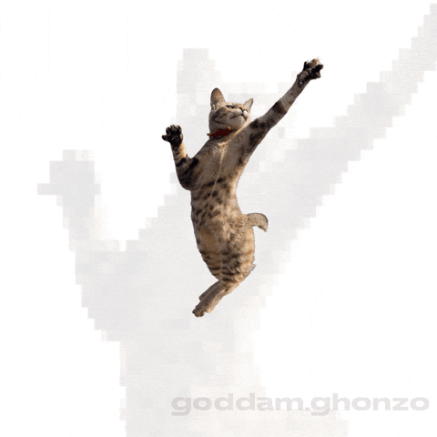 Dance Cat GIF