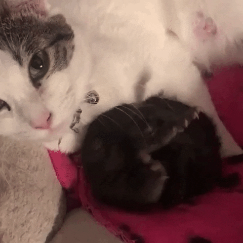 happy cats GIF by Humane Rescue Alliance