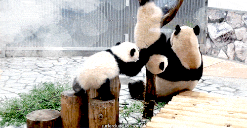 baby pandas playing gif