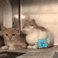Baby Kitty Gifs Get The Best Gif On Giphy