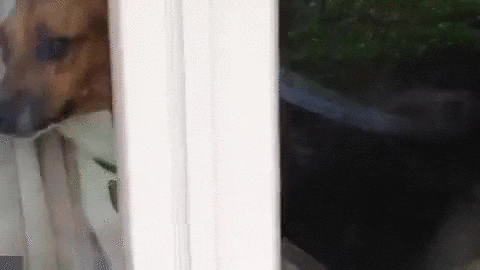 Dog Window GIF - Find & Share on GIPHY