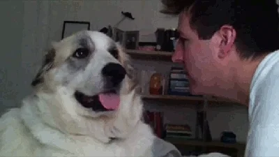 dog slapping GIF