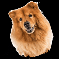 chow chow dog GIF by We the Dogs DC