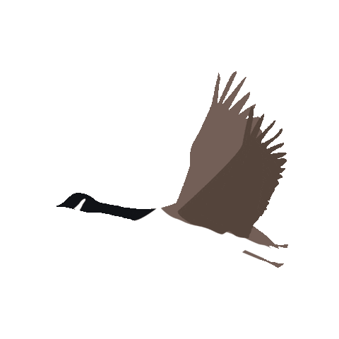 Goose Uwaterloo Sticker by YourWusa