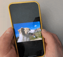 Animated GIF