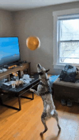 Farmdogblue GIF
