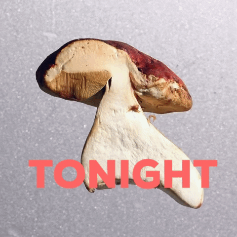 stop motion mushrooms GIF by biancakennedy