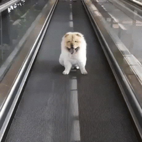 puppy escalator GIF by Rover.com