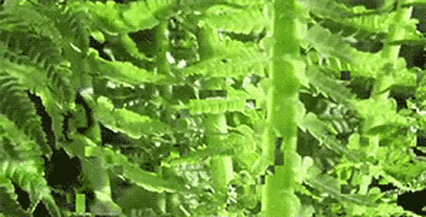 Glitch Plants GIF