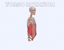 Ab Workout Get Fit Fast GIF