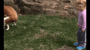 pseudonanda coco cachorro GIF