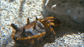 flamboyant cuttlefish GIF by Monterey Bay Aquarium