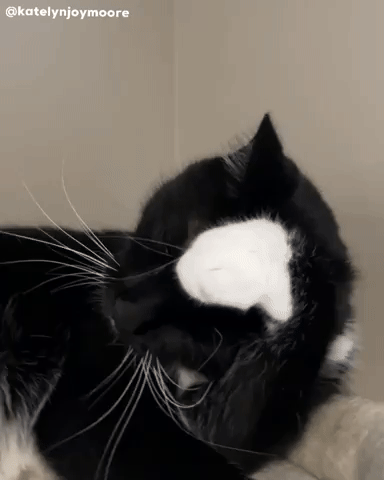 Cat GIF