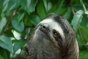 Disappointed Sloth GIF