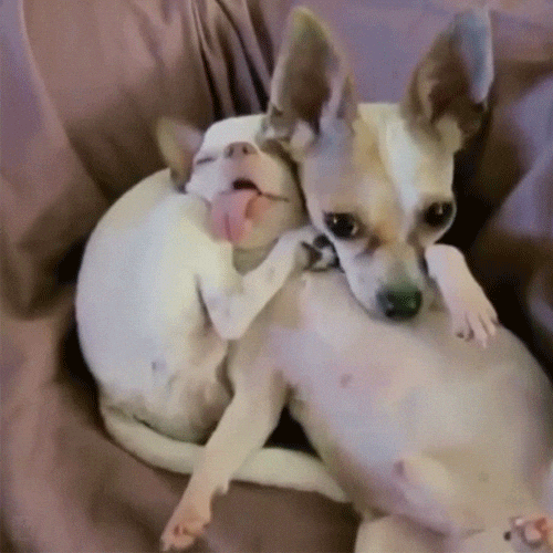 chihuahua gifmedogs GIF by Rovercom