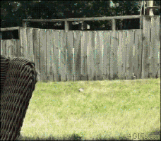 Dog Fetch GIF