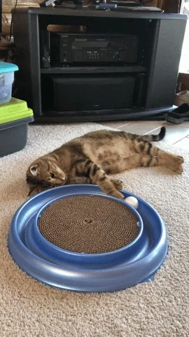 lazy cat GIF