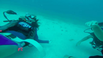 Os Scuba Diving GIF
