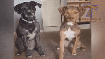 funny-and-happy  GIF