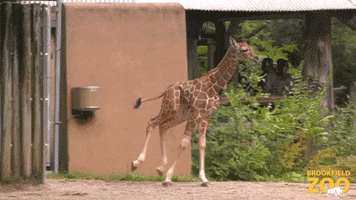 Happy Baby GIF by Brookfield Zoo