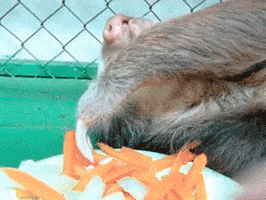 Snack Eating GIF