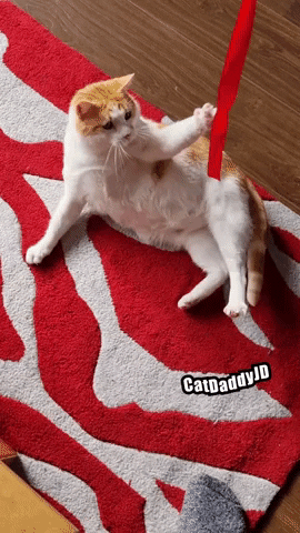 Excited Cat Toy GIF by STAGEWOLF