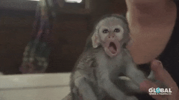 vervet monkey yawn GIF by globalworkandtravel