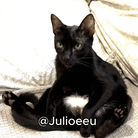 Black Cat Applause GIF
