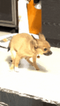Dog GIF