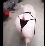 https://media2.giphy.com/media/8qABb3dgjun8PdNirg/giphy.gif?cid=790b76112b70b90da48c5719b5531d048b0604aba3a4f372&amp;rid=giphy.gif&amp;ct=g