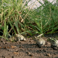 Wild Animals Frog GIF by Nature on PBS