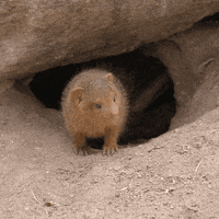 Watch Out What GIF by San Diego Zoo Wildlife Alliance
