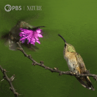 Hummingbird GIFs - Get the best GIF on GIPHY