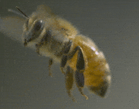 food-bees-8shyTgbZKKLzW