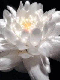  lotus GIF