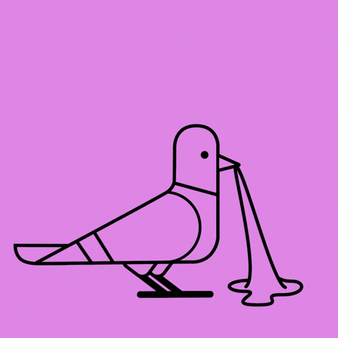 Pigeon GIF