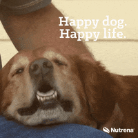 Dog Food GIF by Nutrena Feed