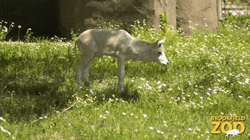 Lay Down Baby Animal GIF by Brookfield Zoo