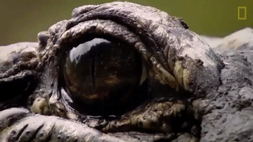 national geographic eye GIF by Nat Geo Wild