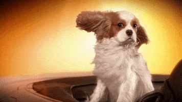 dog chien GIF by Sixt