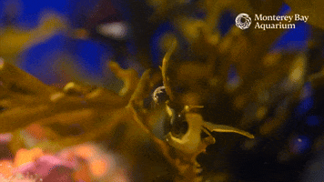 Skeleton Shrimp GIF by Monterey Bay Aquarium