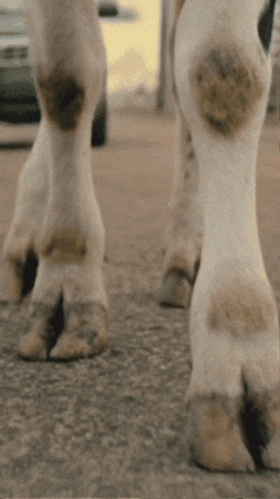 Cow Philly GIF by Philadelphia Cream Cheese
