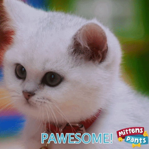 Windyisle cat kitten mittens pawsome GIF