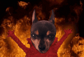 Fire This Is Fine GIF by Foxblood